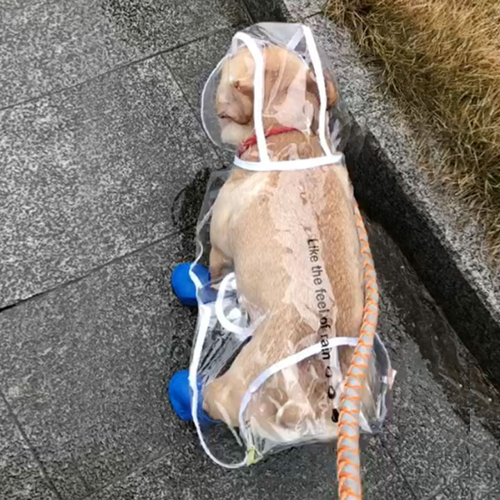 Small Dog Raincoat