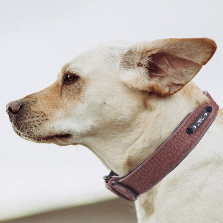 Personalized Adjustable Dog Collars